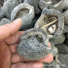 球参 黑球参 乌园球参越南球参 深海海参10头左右 产地直销