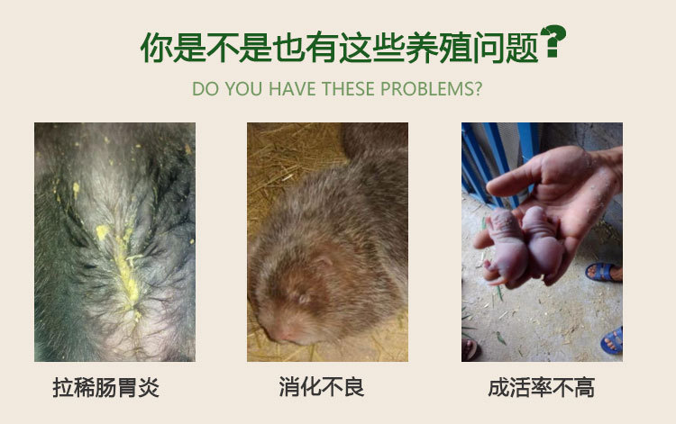 竹鼠拉稀问题