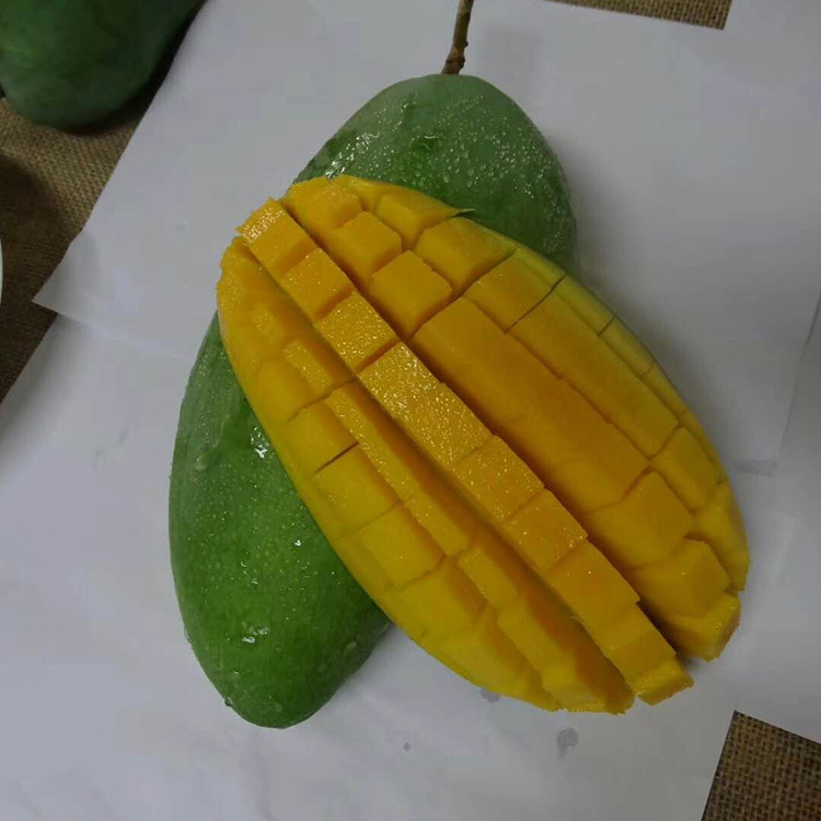 供应新鲜大青芒 果肉淡黄色，质地柔滑，味浓甜而芳香，纤维极少|ms