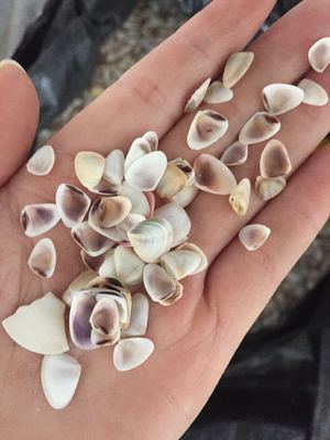 迷你白色海螺小贝壳工艺品 微景观沙滩DIY田螺扇贝 超小扇贝三角