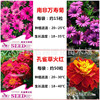 Color bags of peacock grass Wanshou chrysanthemum green courtyard balcony balcony flower chills resistance and viewed flowers seeds