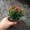 [Base batch] Iron Begonia/Tiger Stab Pot Potted Room Observation Flowers Red Baby Blossoms in Four Seasons