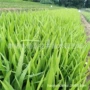 青州园林基地盆栽鸢尾