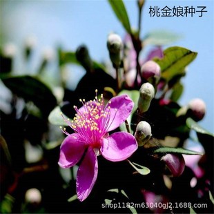 Bulk Myrtle Seeds, Doni, Zhongni, Shan, Duolian, Dangli Root, Peach Aunt, Dangni Seed Tree Seeds Wholesale