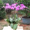 Nursery direct selling potted flowers Phalaenopsis small seedlings Phalaenopsis flower seedlings potted flower specifications with all flowers