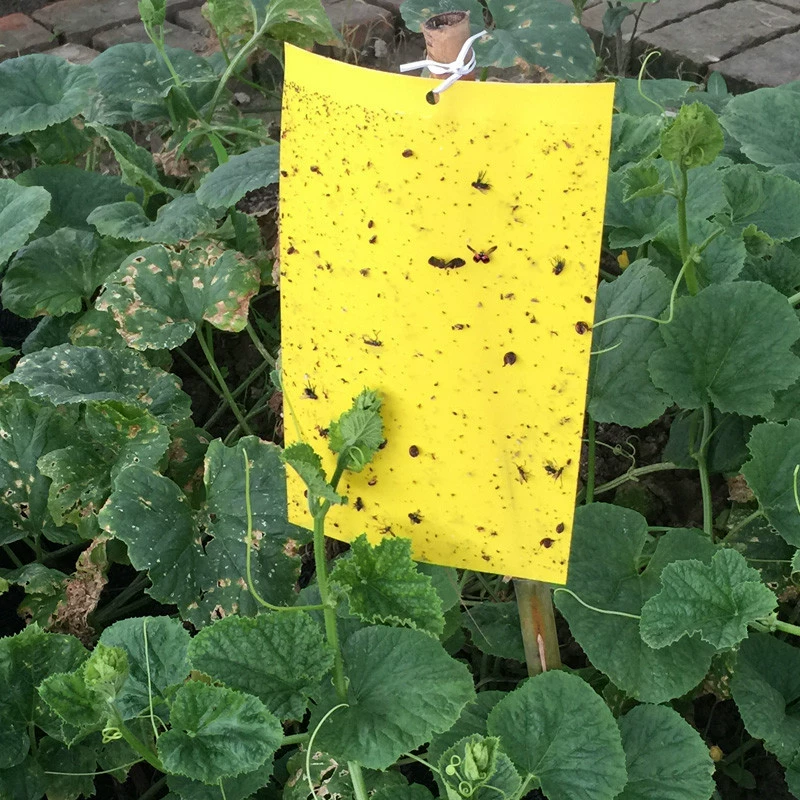 Оптовая прочная липкая доска чайная доска с насекомыми Двусторонняя вискозная синяя доска приманка для насекомых желтая доска