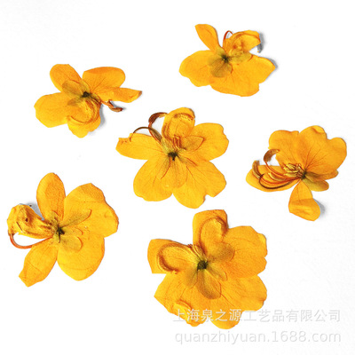 Butterfly Flower Cassia Pressedflower Dried flowers natural specimen DIY manual Drip glue originality Mobile phone shell bookmark Greeting cards