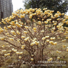 结香花苗结香树苗结香大小苗金腰袋打结花梦冬花喜花庭院绿化植物