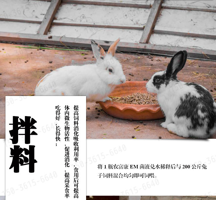 怎么用em
菌液喂兔
