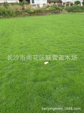 農戶批發馬尼拉草皮，台灣青，美國二號護坡綠化苗木物美價廉