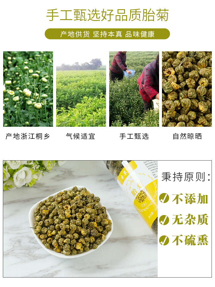 Tai Ju Bud Chrysanthemum Tea (Chrysanthemum morifolium) — Tongxiang Flower Buds, 50g Bottle overview