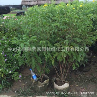 ����ֱ�N �t�q�� ����P  �tǧ�� ͥԺ �S�^ �l�� �G����ľ��r