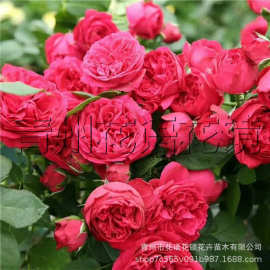 紫色蔷薇 紫色蔷薇批发 促销价格 产地货源 阿里巴巴