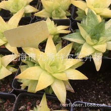 ����Gֲ �k����С���� �̨Ȥζ����ֲ�� �S����֬��