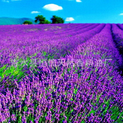 薰衣草油  兰花薰衣草精油CAS8000-28-0 香薰按摩精油  10ML