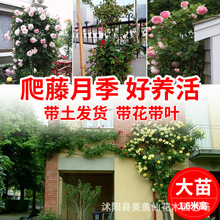 ٱ¼ԚW»̨ԮNޱٴ¶̨