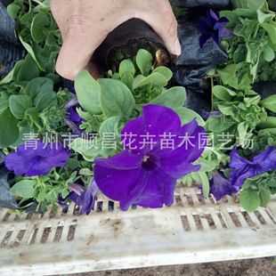 ����ţ���Ի����Ј� �r��ݻ�����ţ �G������ ���ݮa��ֱ��