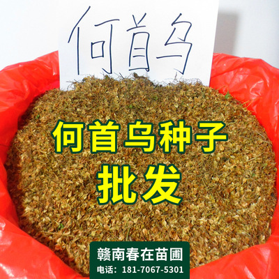 何首乌种子赤首乌盆栽夜交藤根块野生何首乌苗批发名贵中药材种苗