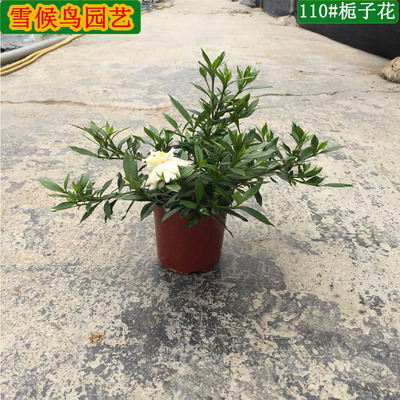 花卉盆景産業帶直銷濃香小葉A110#栀子花盆栽室內高檔易養活植物