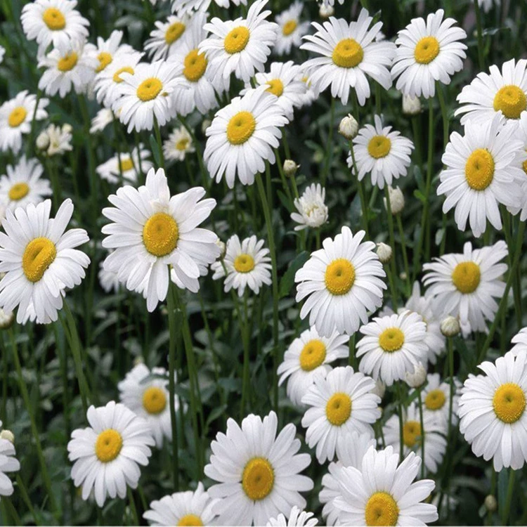 Завод прямой Дейзи семян смешанный цвет Мини разнообразие полное большое количество скидка может быть оплачена при доставке