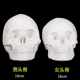 石膏像;其他美术用品;画夹画板