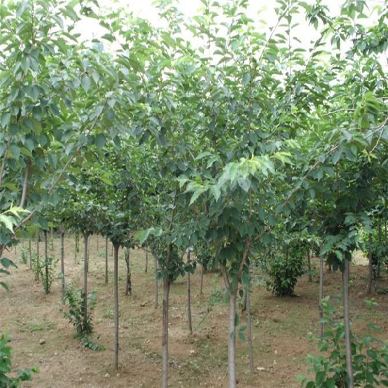 清地处理分枝点80公分以上樱花树价格 樱花树无病虫害冻害-阿里巴巴