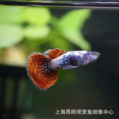 孔雀魚活體鳳尾魚胎生熱帶觀賞魚紅眼蘭草全紅大耳藍草雜袍閃光藍