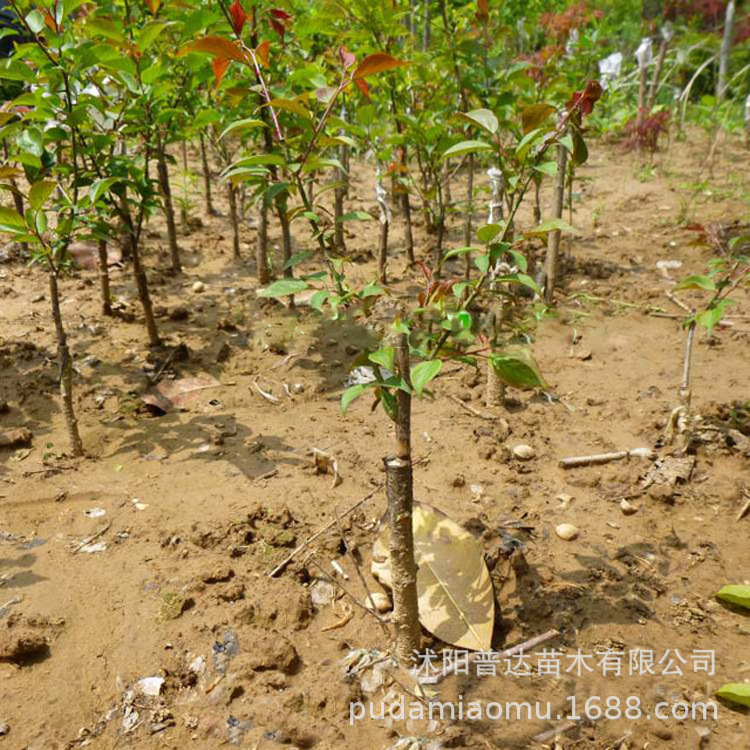 绿萼梅绿梅花白梅绿梅苗庭院盆栽梅花树苗嫁接红梅树苗绿梅美人梅|ms