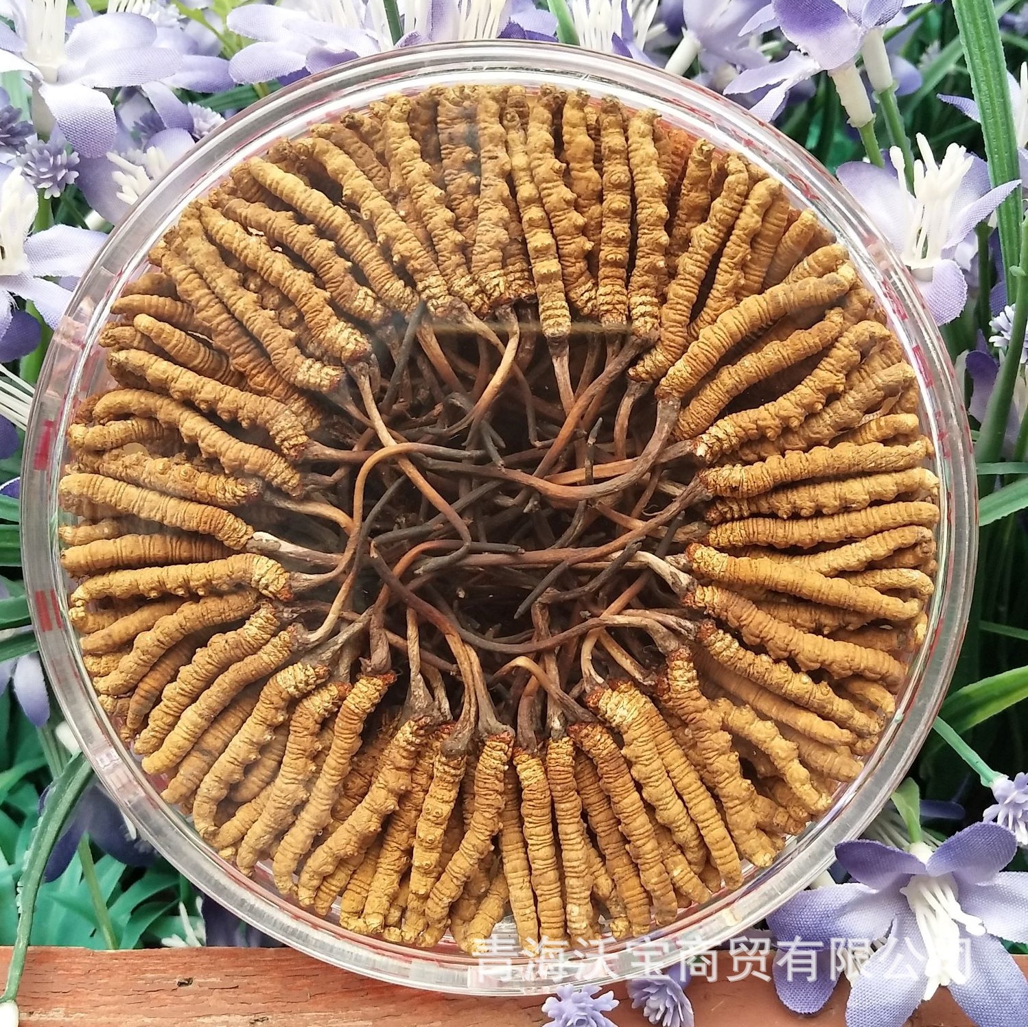 2021 Cordyceps Place of Origin fresh Digging Cordyceps Qinghai High Altitude Cordyceps
