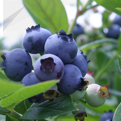 蓝莓苗批发盆栽地栽果树苗南方北方栽植兔眼黑珍珠三年苗带营养钵|ms