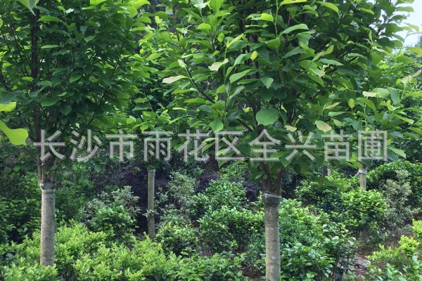 mmexport1531176745243