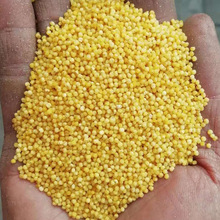 山西杂粮黄小米50斤/袋 张杂谷小米  量大优惠 沁州黄小米