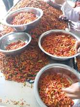 云南小米辣黄色特辣干辣椒出口去把辣椒场地货源全年发货小米辣椒