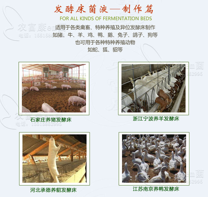 养牛发酵床菌种