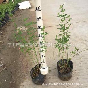 ����ֱ�N ����S��ܰ�����~���B�N�����B�N ���~���B�N С�� ����