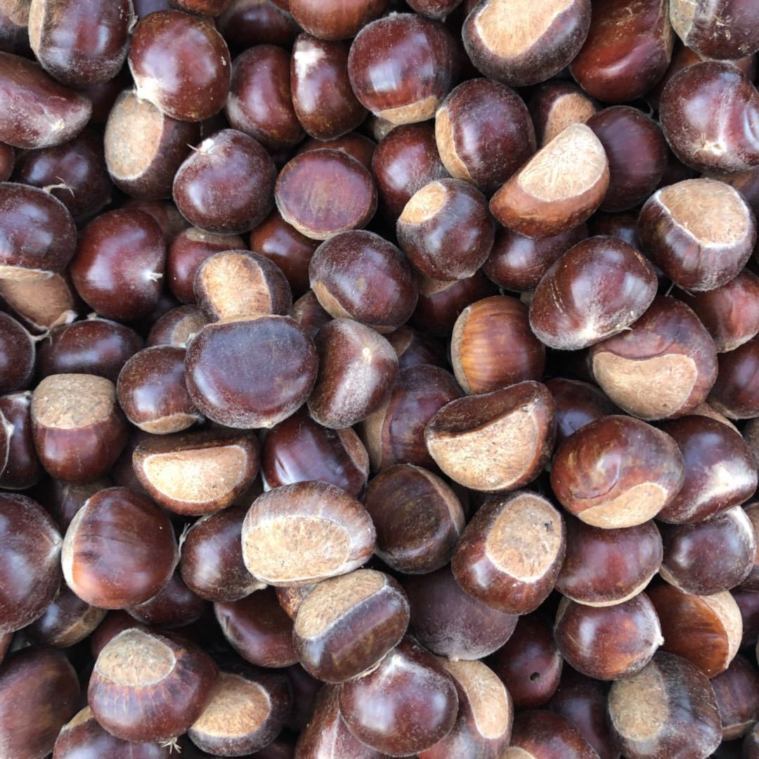 山东临沂蒙山蒙阴小标板栗油栗糖炒栗子专用山栗子|ru