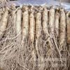 wholesale Changbai Field fresh  ginseng Farmer plant Digging ginseng