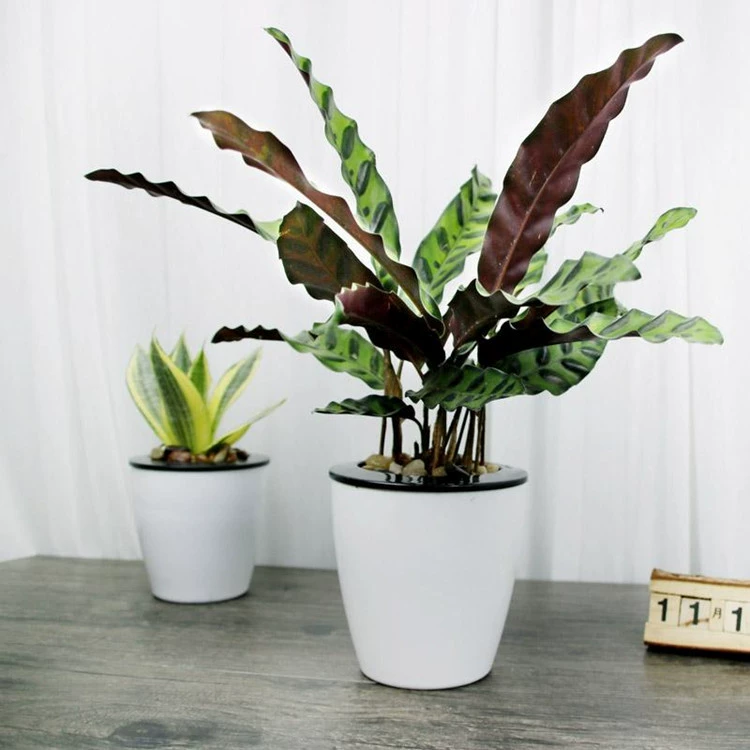 Павлин арроут кошачий глаз арроут растение в горшке настольная вечнозеленая все сезоны комнатное зеленое растение цветок Горшечное растение