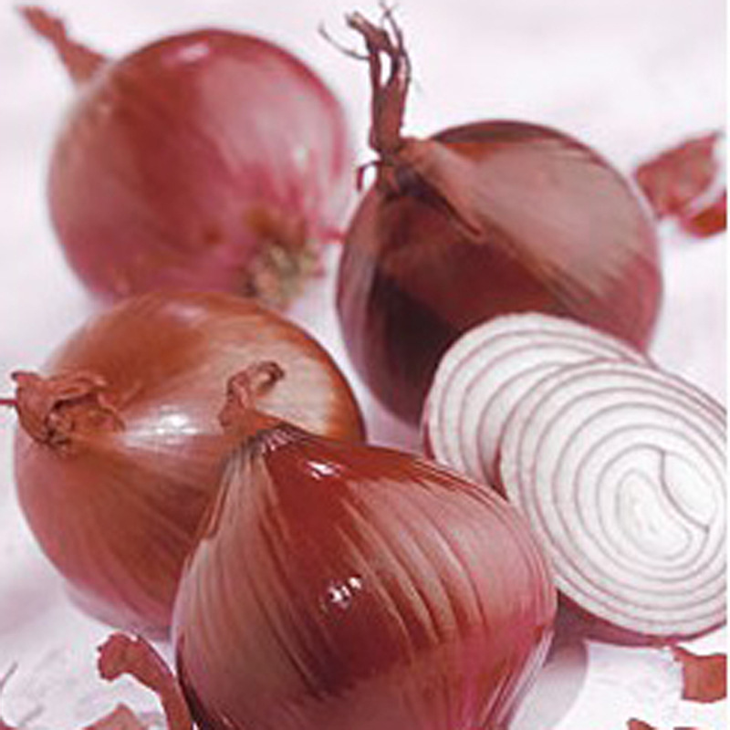 Laiwu factory Round head red onion Vegetables Redskins Onion Peeling Fresh keeping Onion Machinable