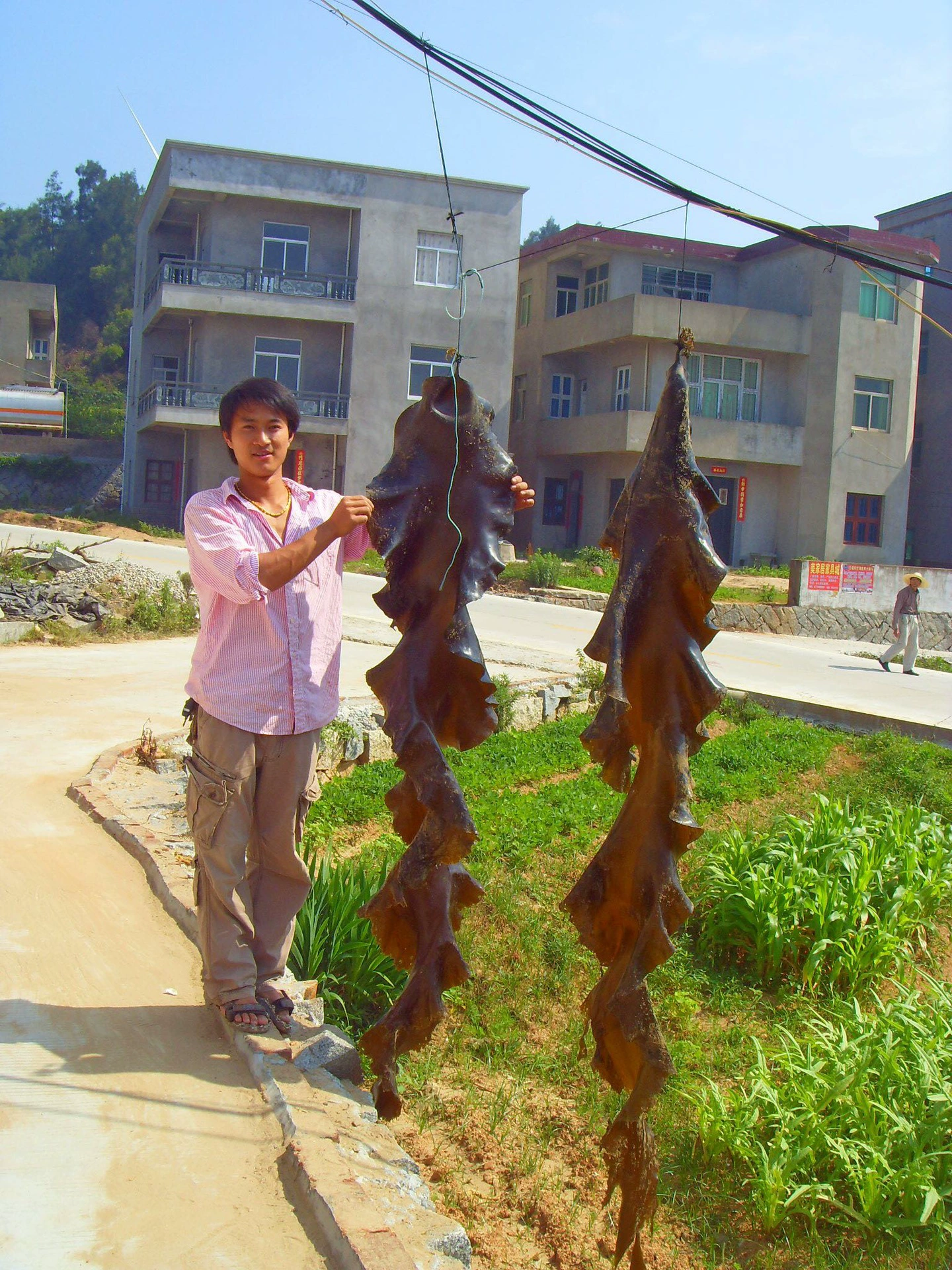 (Изображение) Поставка стандартной упаковки водорослей оптом, хорошего качества, без песка, поштучно.