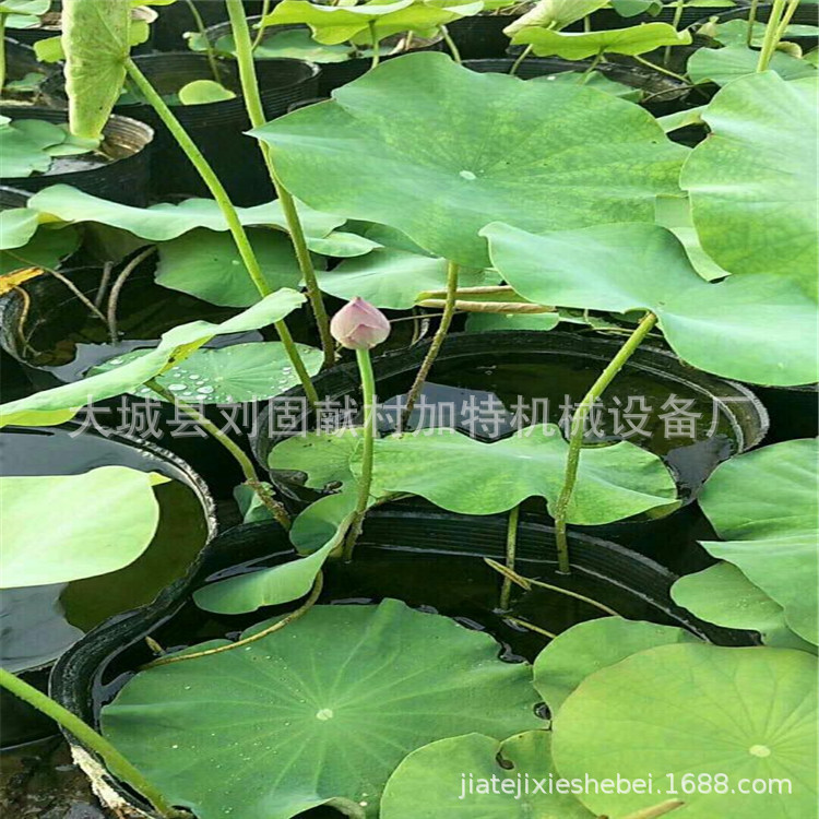 荷花无孔营养杯 型号齐全 黑色塑料育苗盆 防腐耐旱荷花营养钵