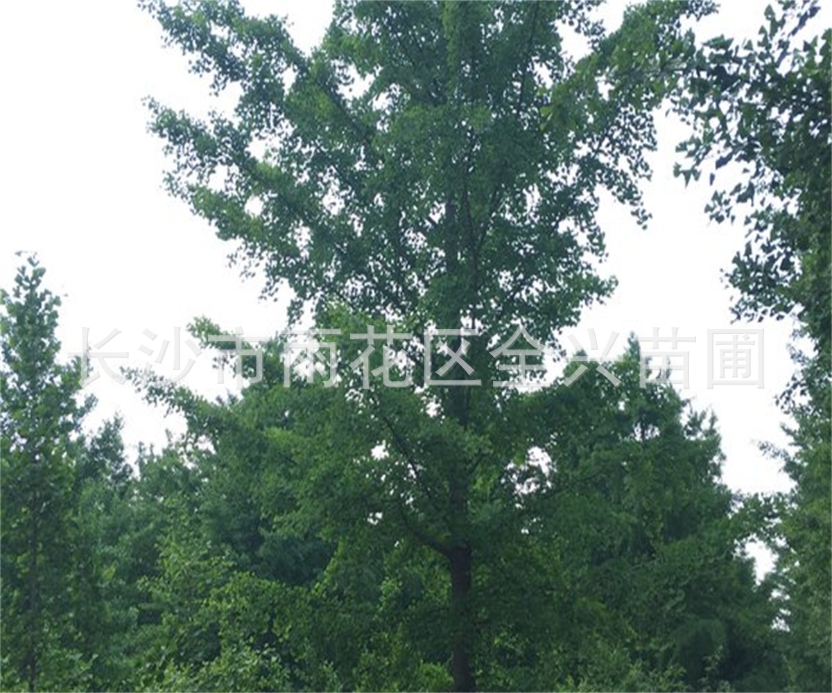 mmexport1533088287300