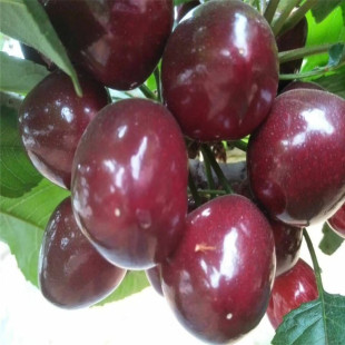 ��������Ʒ�N �_�����Ҙ���r�� ɽ�|����Ҙ���� Ʒ�N����