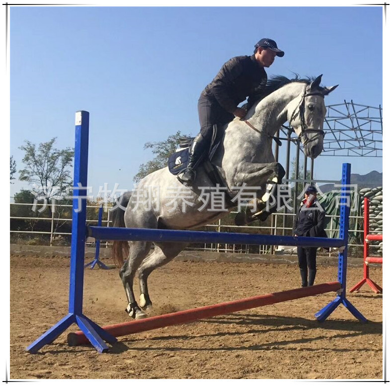 伊犁马价格，蒙古马多少钱一匹，进口小矮马哪有卖的，半血马价格