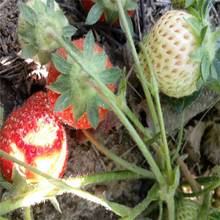 豐香草莓苗苗圃出售批發高產易活高產品種多質量好價格優