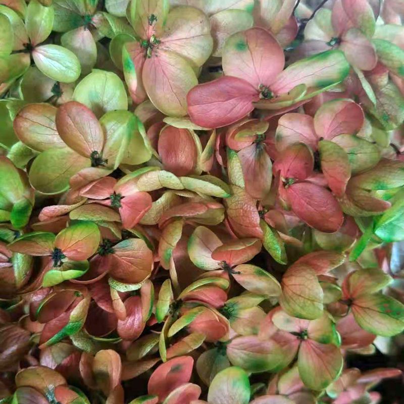 微信图片_20181126141547_副本