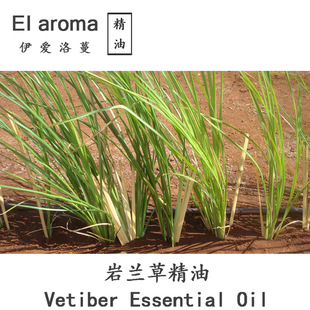 ӡ�����m�ݾ��� Vetiver ����݆η����� �����沿5ML��ӆ