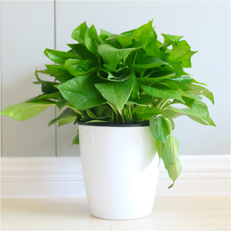180 # 360 plantas de maceta de orquídeas verdes flores de orquídeas colgantes de flores de planta verde de interior absorción de formaldehído aire purificado gran rosa verde