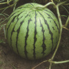 Zhongke Maohua Vegetable Seeds Company Wholesale Early Jia Candy 8424 Watermelon Seed Courtyard 100 Metrales