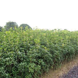 ��������� ������С��  ������ �ļ����𵤹� ��˦�u